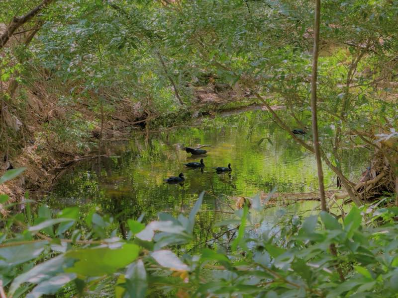 Patos nadando en el río, bajo la sombra del bosque